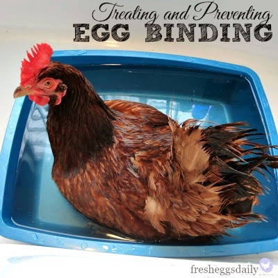 treating egg bound hens how to recognize causes symptoms and