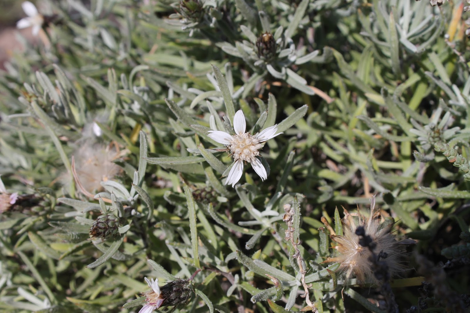 Atractylis arbuscula var. arbuscula. Svent. & Michaelis (Piñamar mayor)