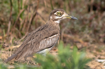 Spotted Thick-Knee in the Table Bay Nature Reserve / Woodbridge Island Spotted Thick-Knee in the Table Bay Nature Reserve / Woodbridge Island