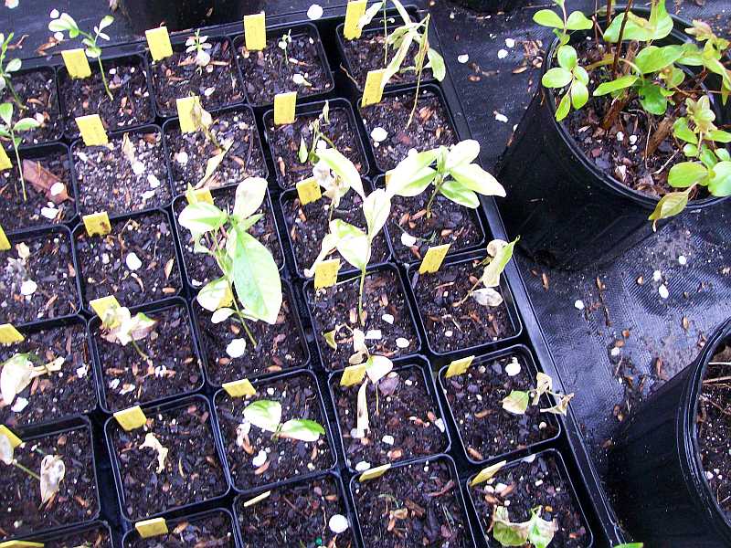 The Citrus Guy �Tis Seeding Season