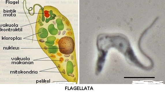 4 Jenis Protista Mirip Hewan: Rhizopoda, Flageta, Ciliata, Sporozoa