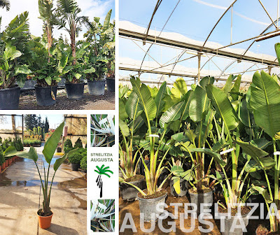 Strelitzia-Augusta Barnaplant