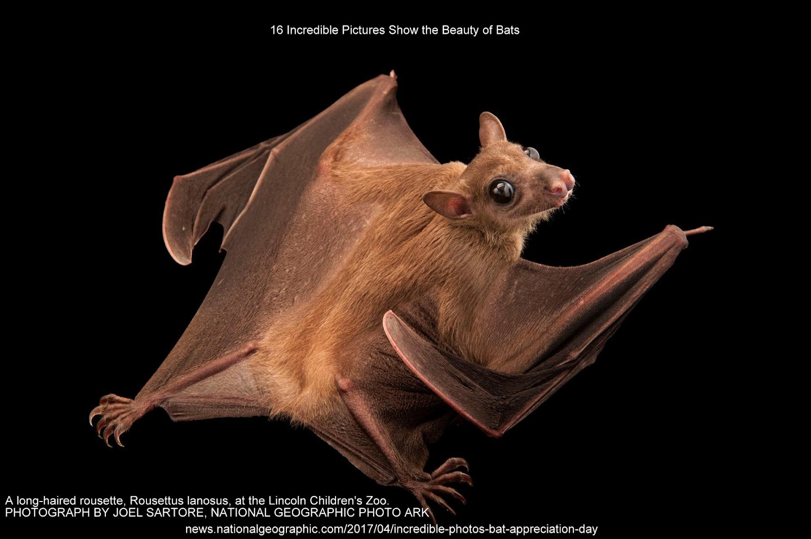 16 Incredible Pictures Show the Beauty of Bats