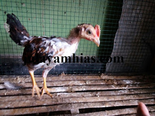 Galeri Foto Ayam Ketawa Terbaru 4 Galeri Foto Ayam Ketawa Terbaru Jual Ayam Hias Ayam Ketawa Usia 2 Bulan