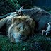 Nouvelles images pour le live-action Le Roi Lion de Jon Favreau