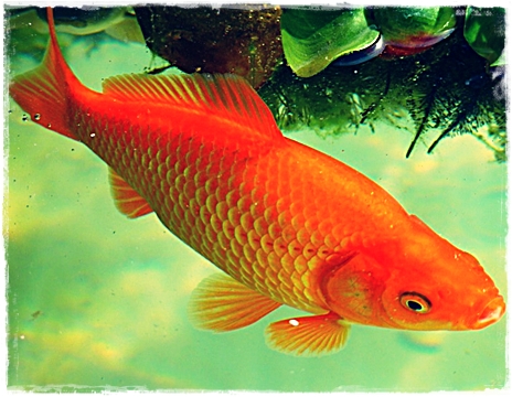500 Koleksi Gambar Binatang Ikan Mas HD Terbaik