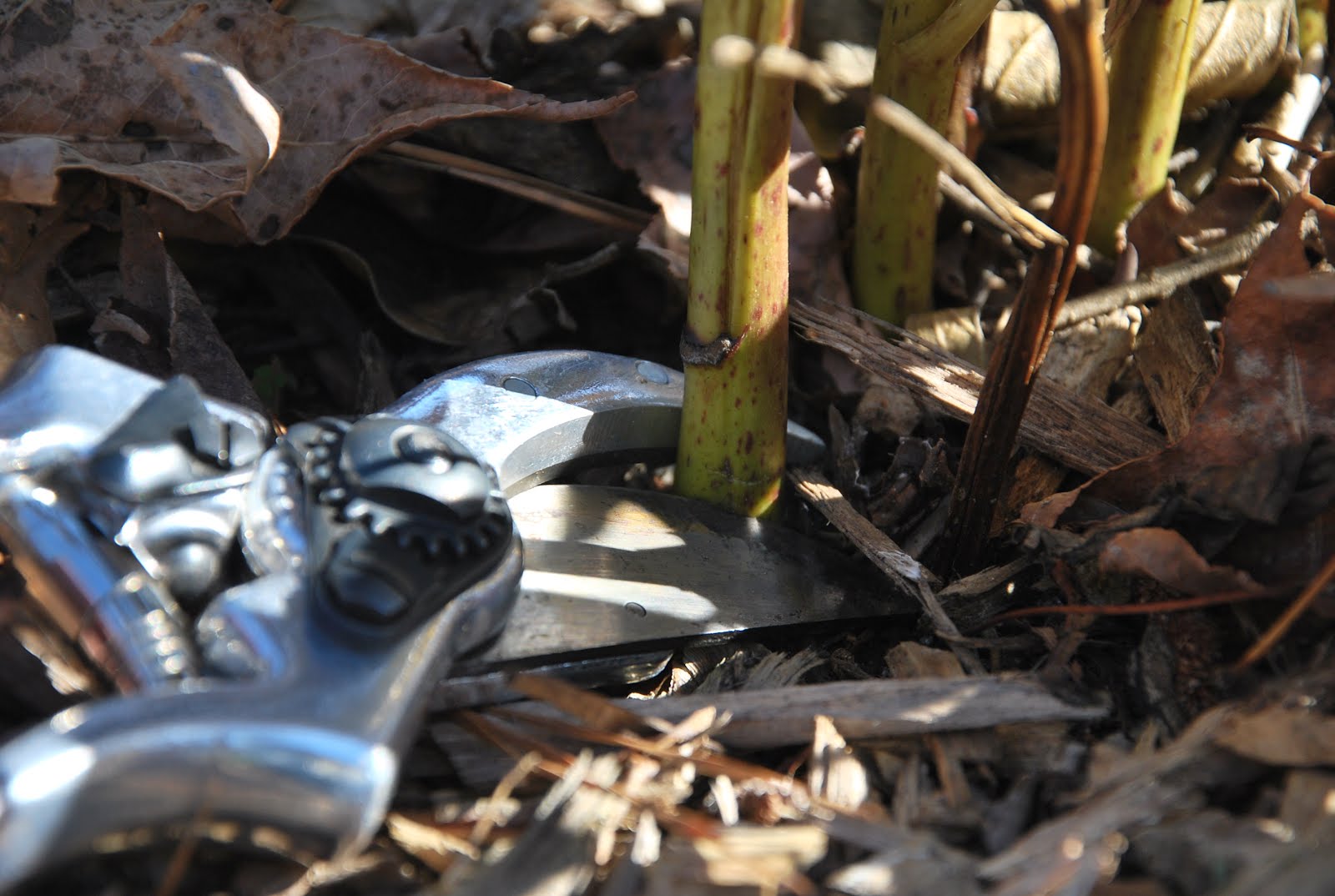 Southern Peony 2012 How to Cut Back an Herbaceous Peony
