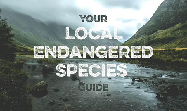 Image: A UK Local Endangered Species Guide