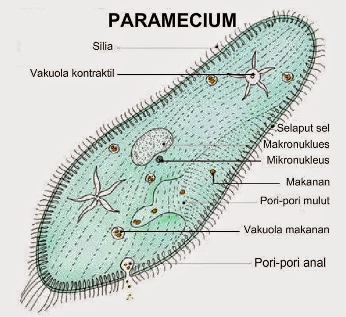 Amoeba dan paramecium adalah hewan tak bertulang belakang yang berkembang biak dengan cara