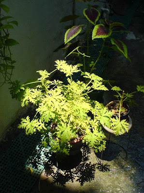 planter pot on spot sunlight