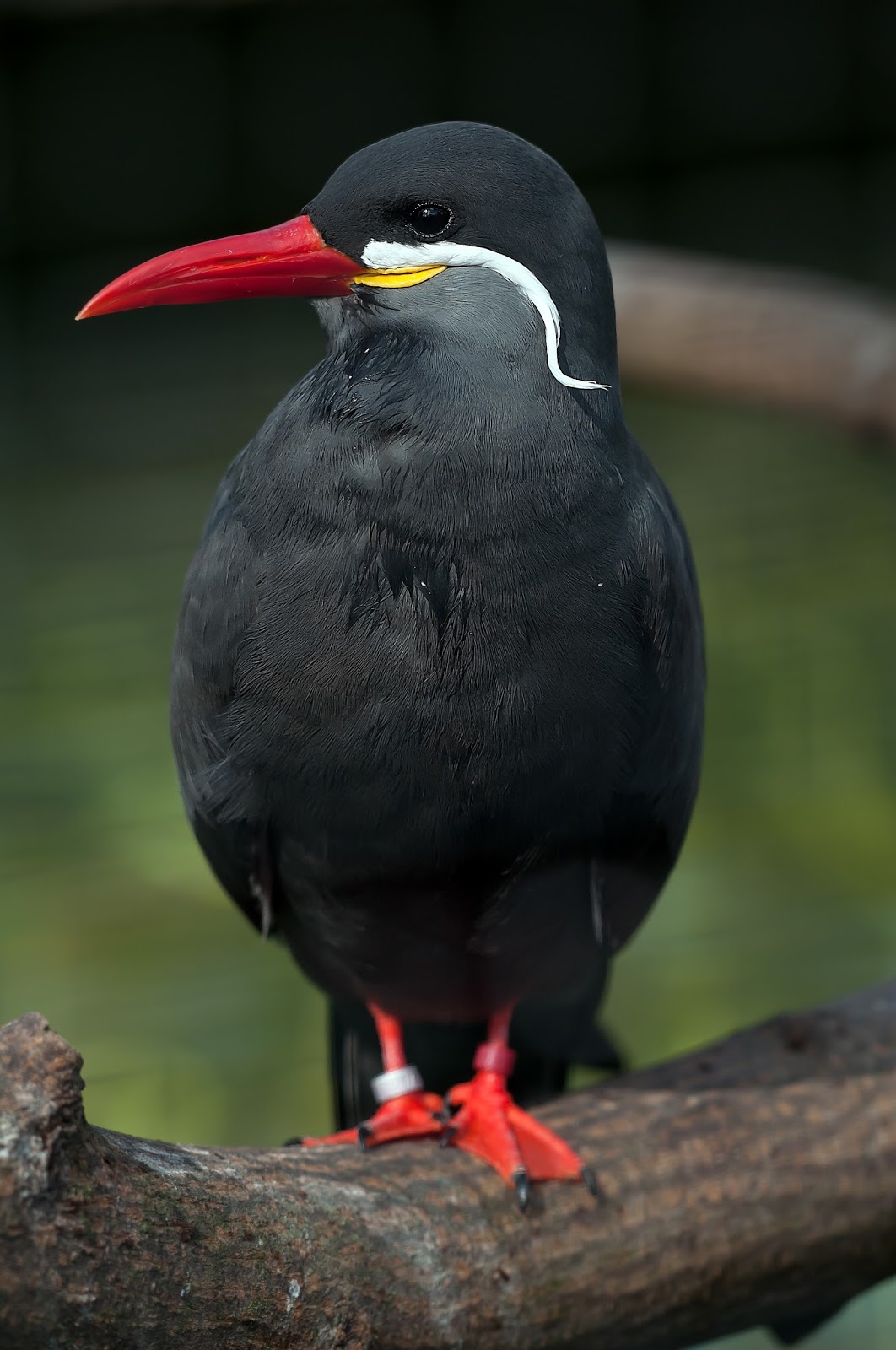 Picture of the inca tern.