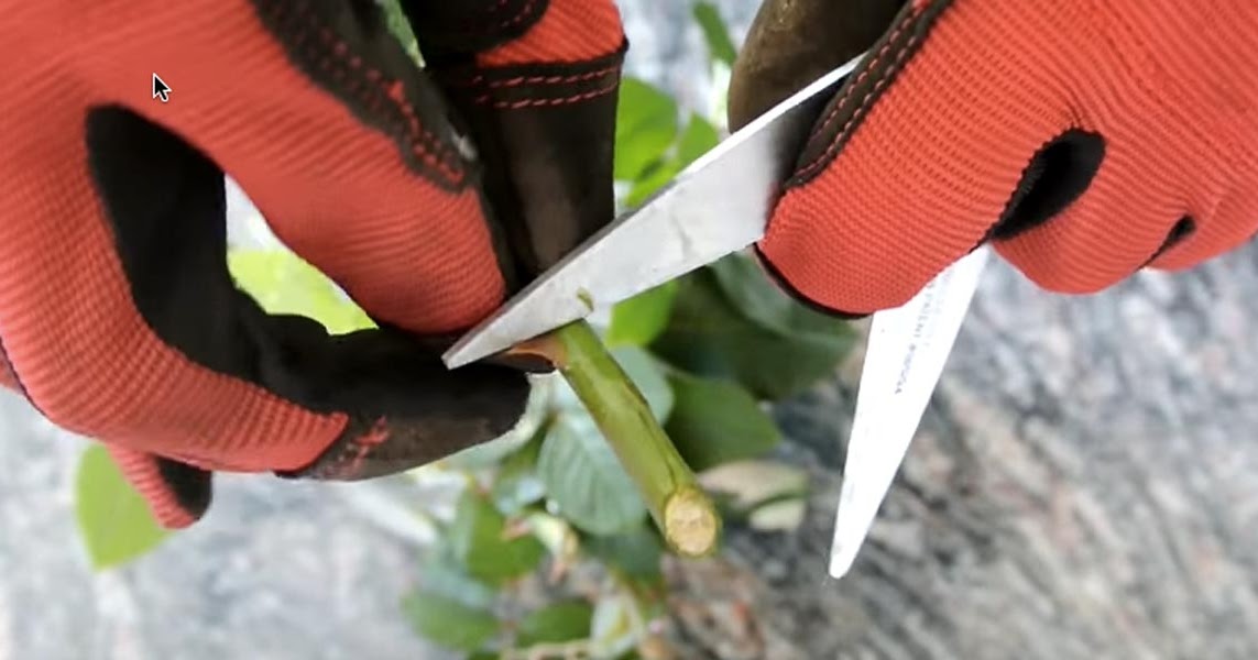 How To Grow Roses From Cuttings Fast And Easy! Handy DIY