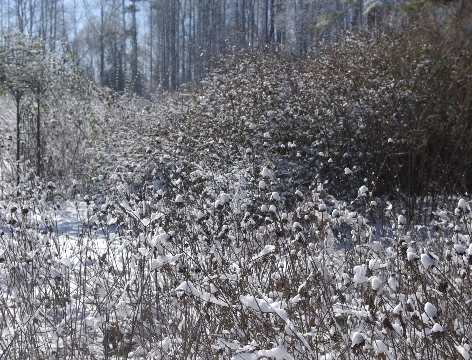 sweetbay Snow and flowers