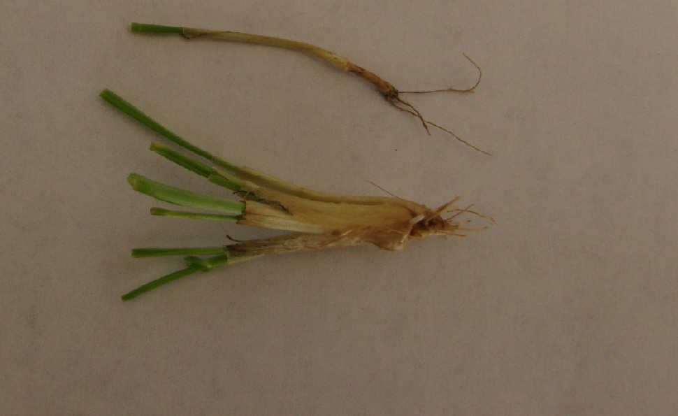 Evaluating Your Winter Wheat and Rye Stands