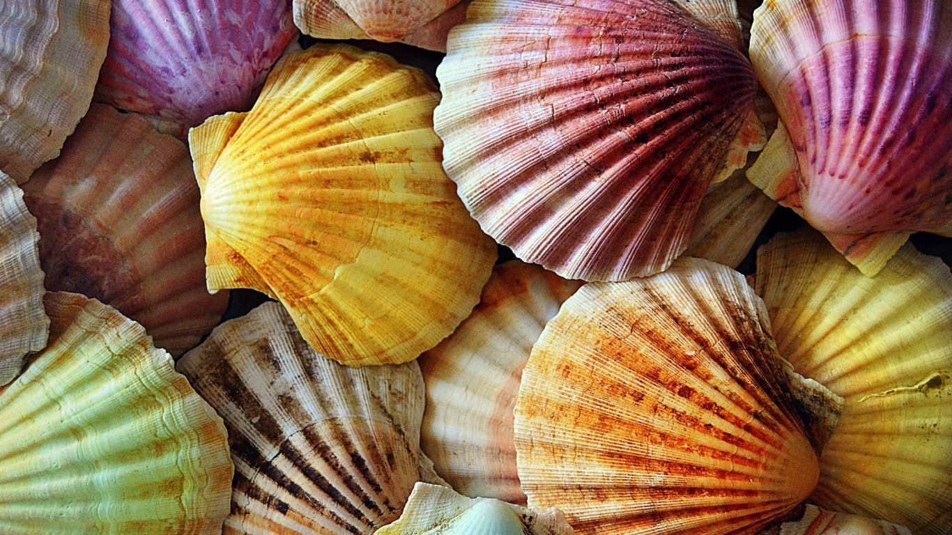 Seashells Wallpaper Collection | Most beautiful places in the world