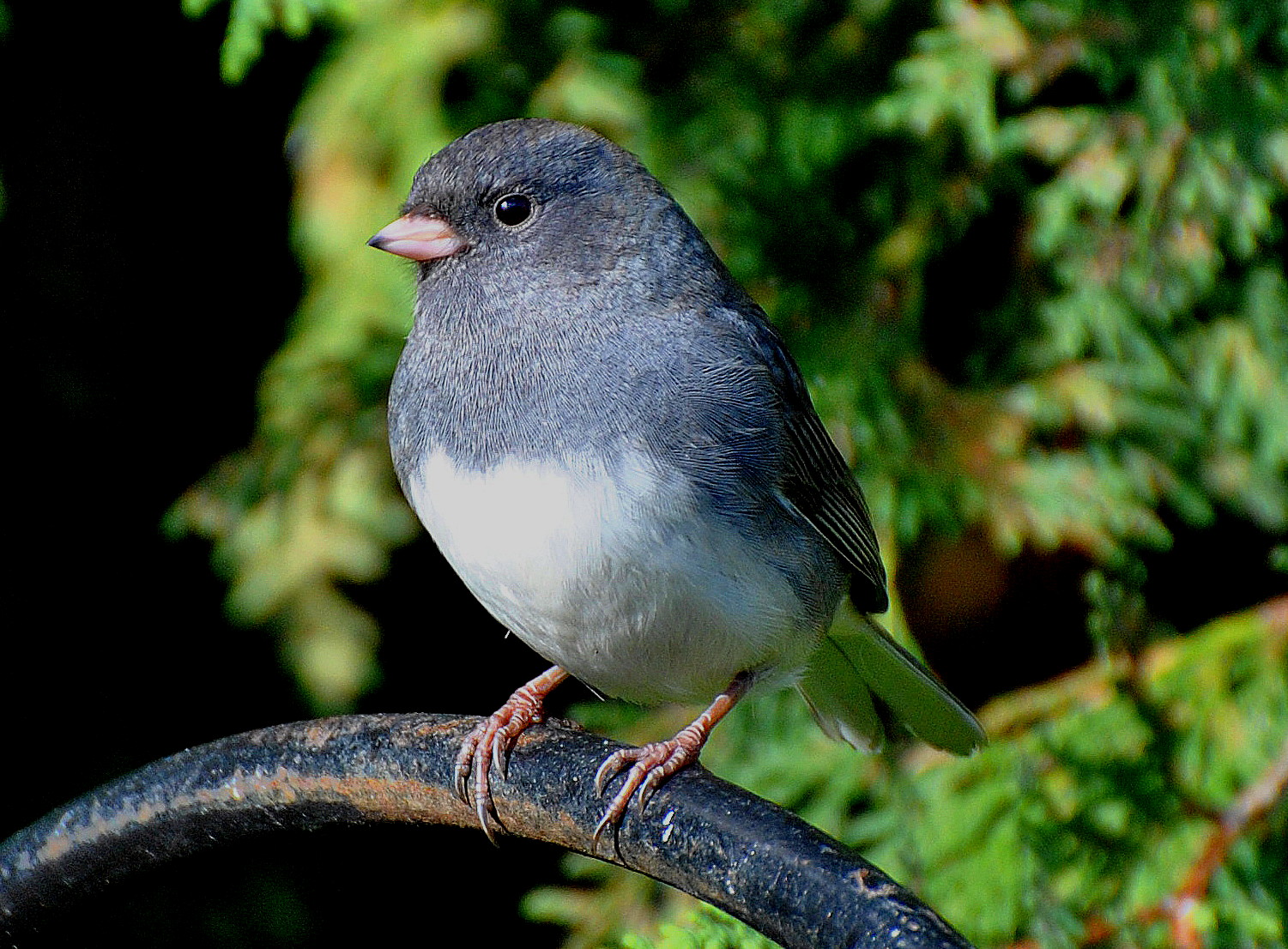 BARRY the BIRDER Ontario's top ten birds for the 2016/2017 season