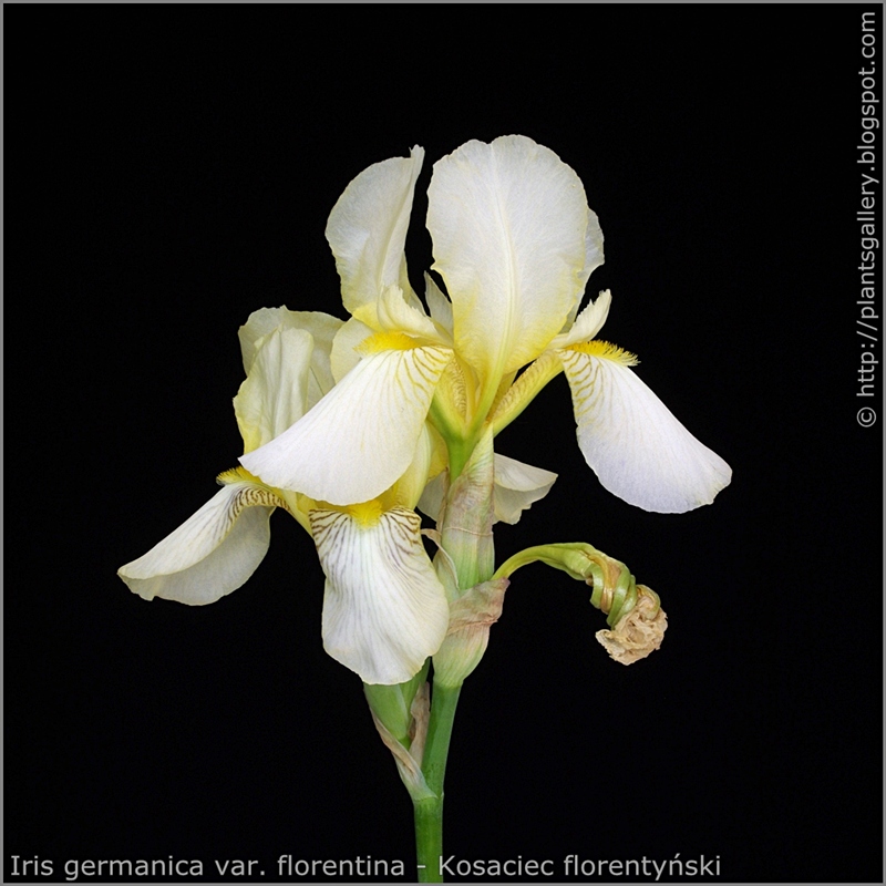 Iris germanica var. florentina - Kosaciec florentyński kwiatostan