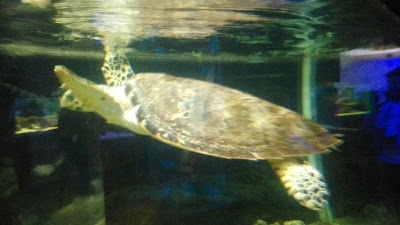 sea turtle