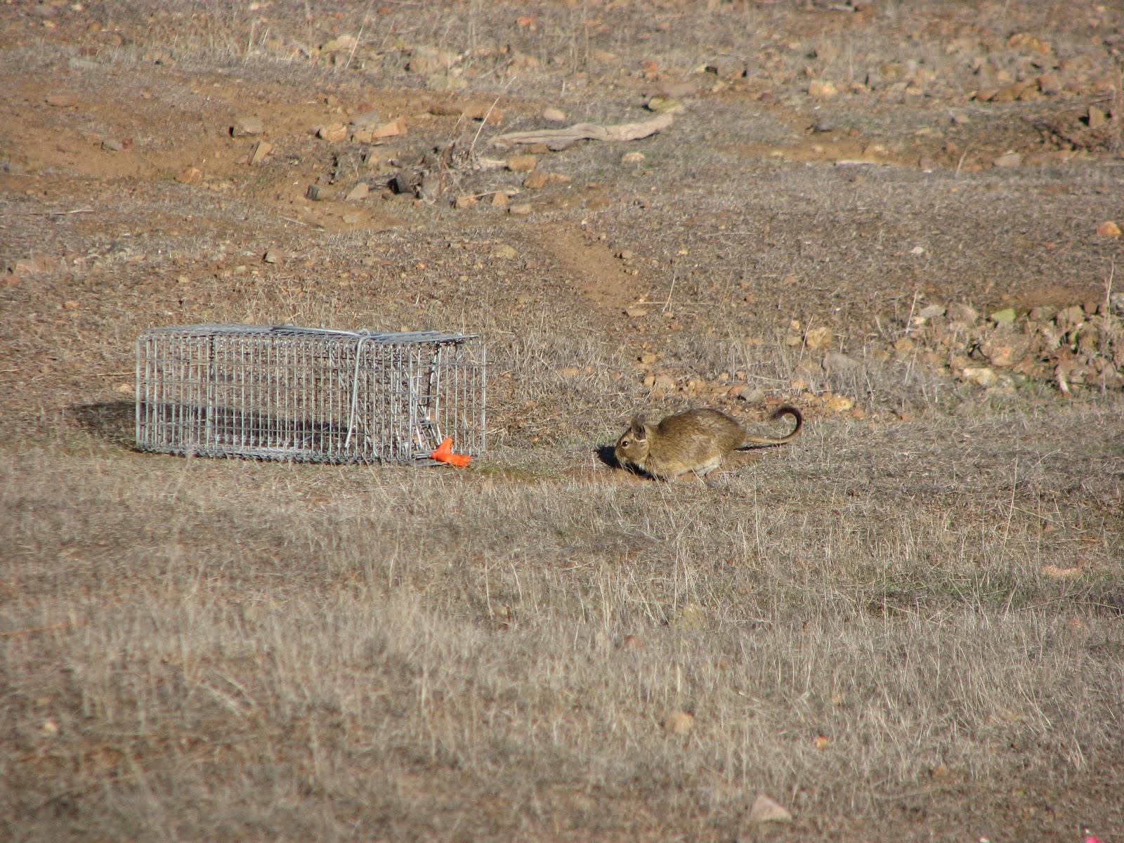 A Degu Field Notebook: So why are you going to Chile for 5 months?