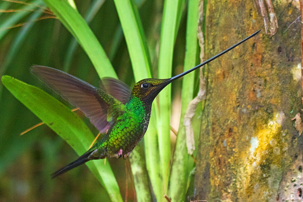 Cuanto Late El Corazon De Un Colibri