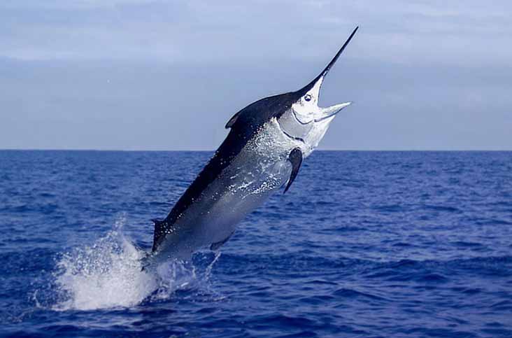 Berita Terkini Ikan Terbesar Di Dunia Yang Pernah Ditangkap