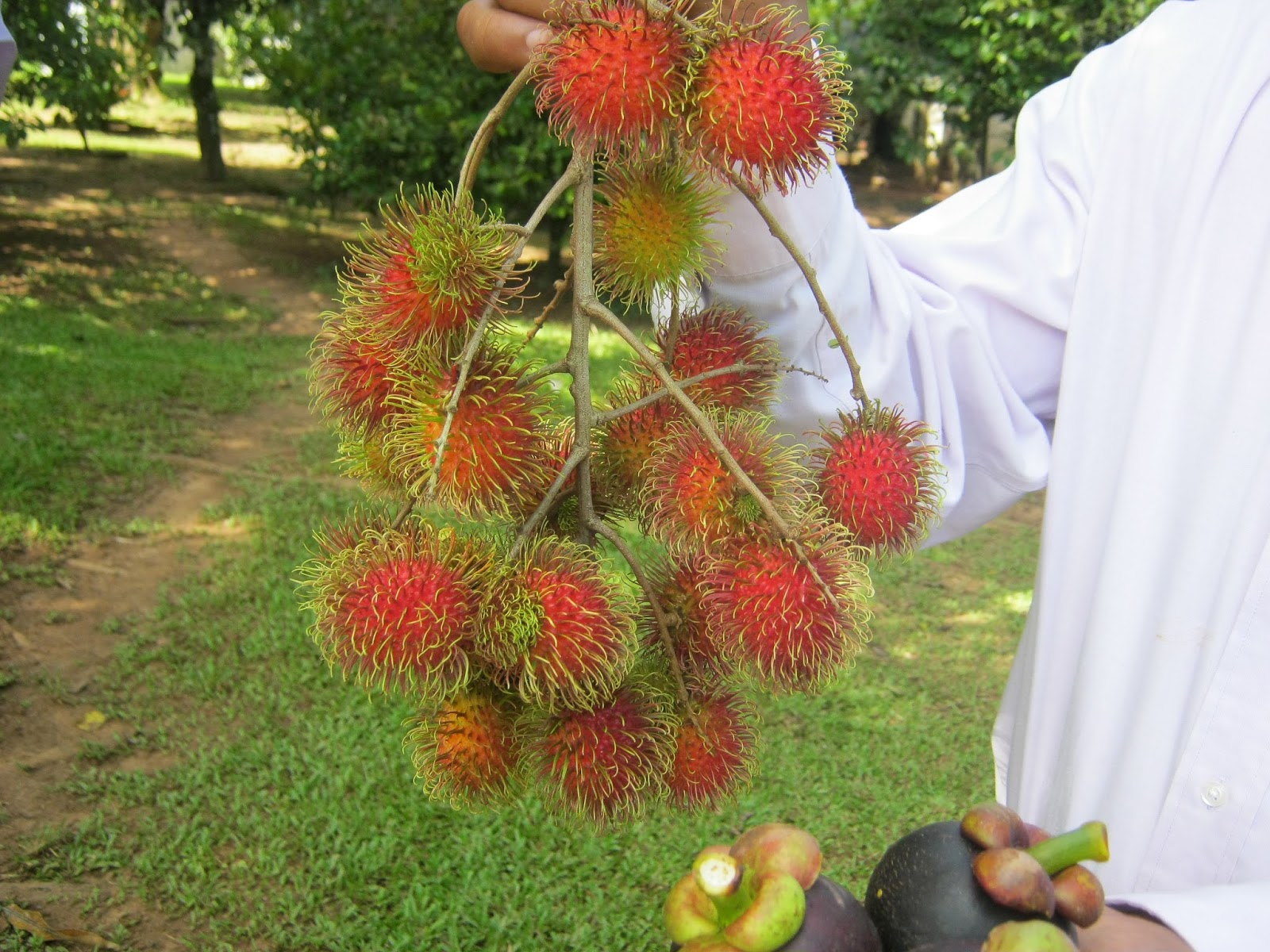El Rambután un cultivo tropical exotico Educación Agricola El Rambután un cultivo tropical exotico Educación Agricola