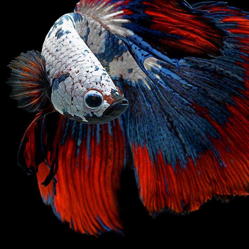 Betta Fish Live Wallpaper 39