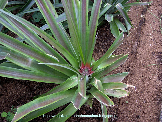 Plantação do Ananás Augusto Arruda