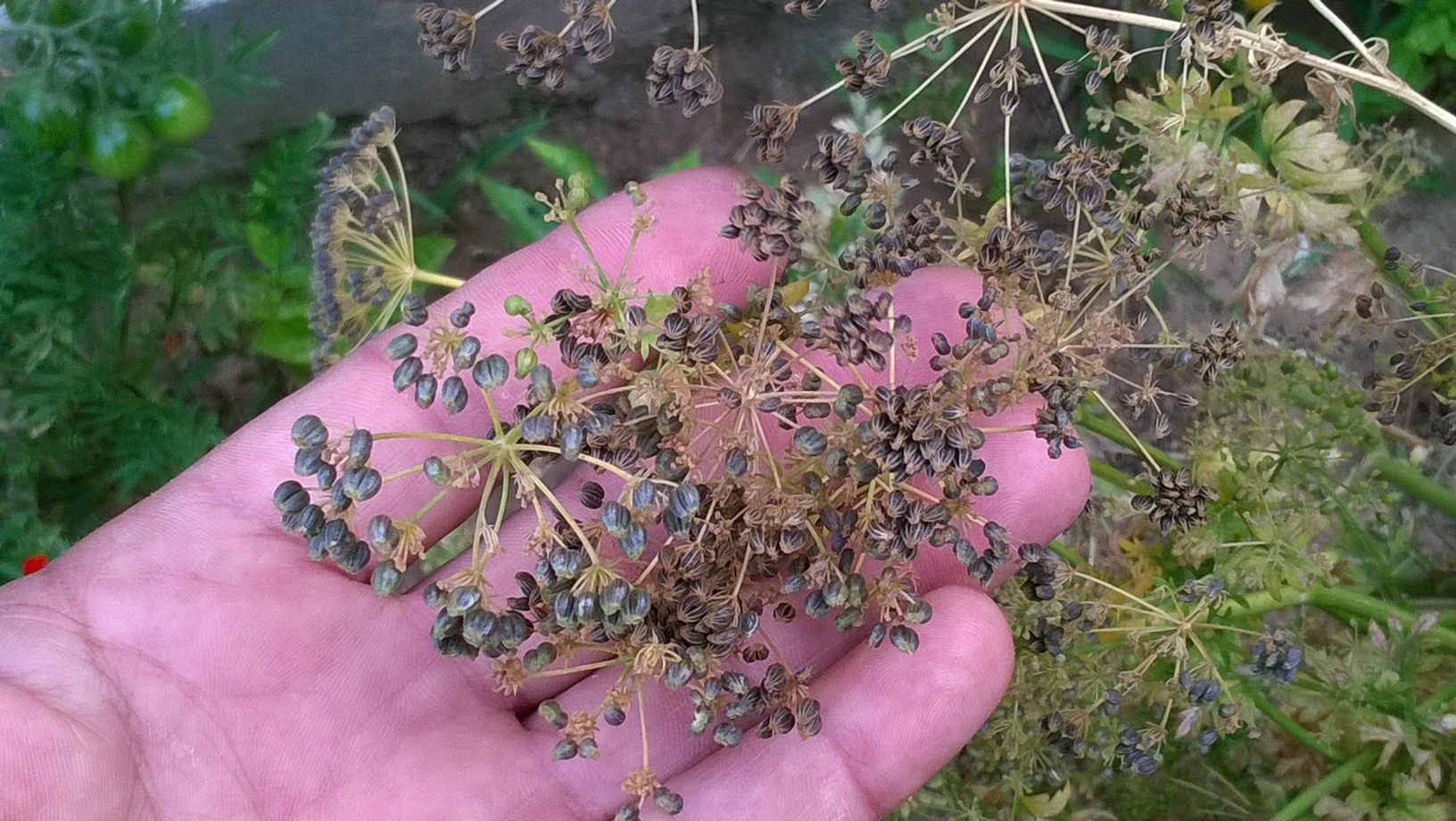 How To Grow Parsley From Seeds