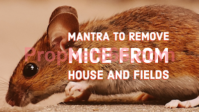 Mantra Chant to Remove Mice from House and Fields