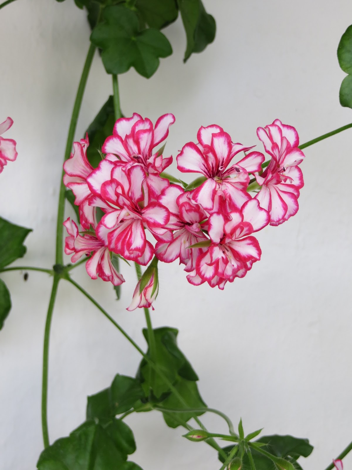 CPR.BEMBEZAR: LOS PATIOS DE CÉSPEDES