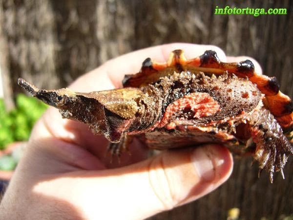 Chelus fimbriatus - Tortuga mata mata
