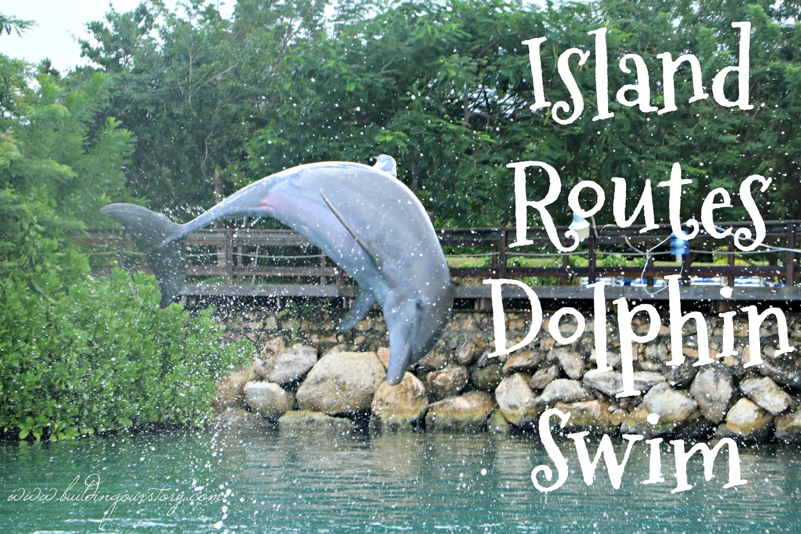 Island Routes Dolphin Swim at Dolphin Cove Building Our Story
