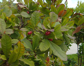 buah ajaib richardella dulcifica