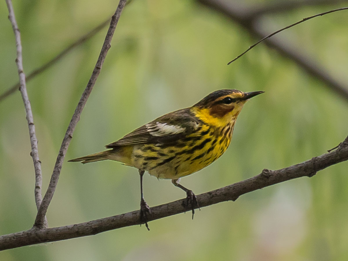 Edward Plumer Warbler Gallery 2016