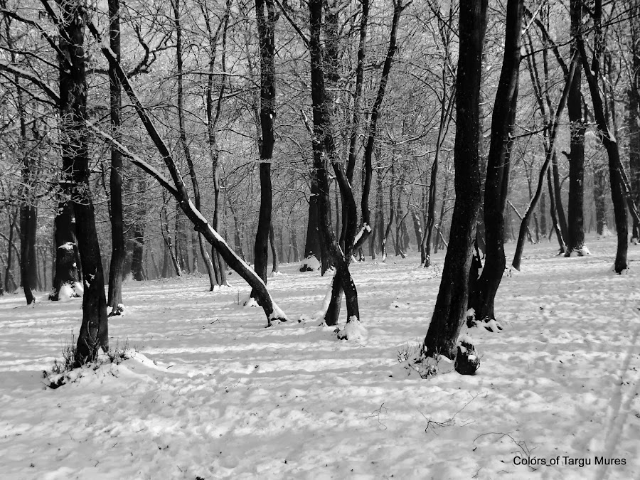 Nature in Black and White