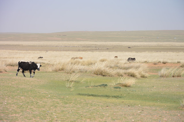 Les prairies de Xilamuren en Mongolie intérieure