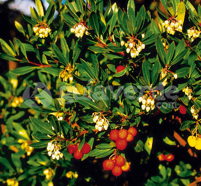 Setas y hongos: Arbutus unedo L. - Madroño