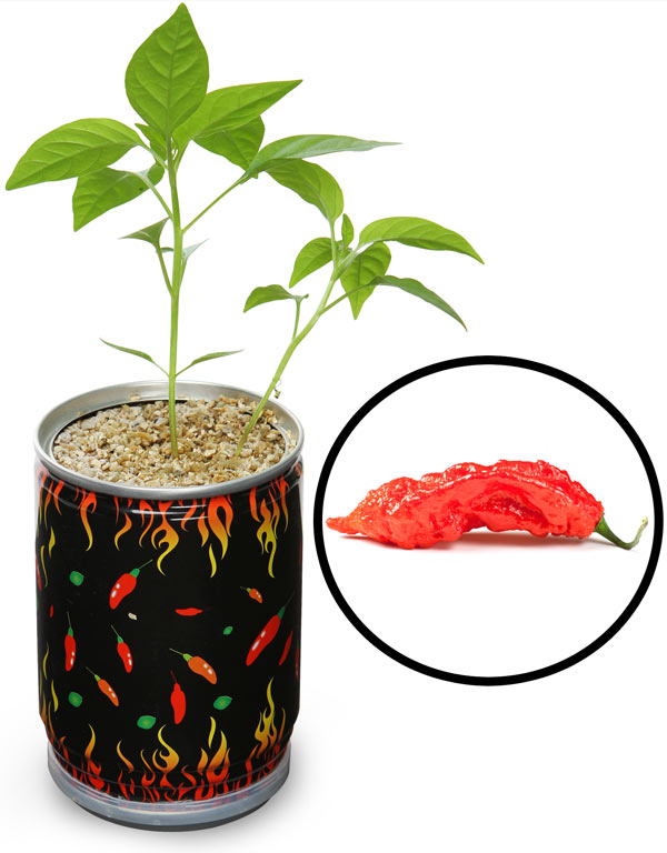 Перец сито. Перец чили (хлопья). Перец сито. Перец чили рассада. Перец сито.