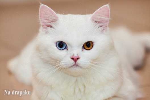 Dziedziczenie białego umaszczenia u kotów