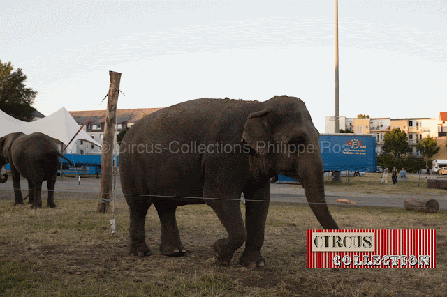 éléphant d'aise du Circus Carl Busch 2013