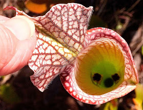 من غرائب النبات: نباتات لكنها مفترسة