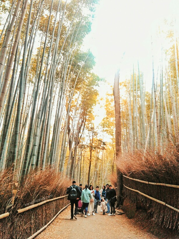 arashiyama bamboo groove