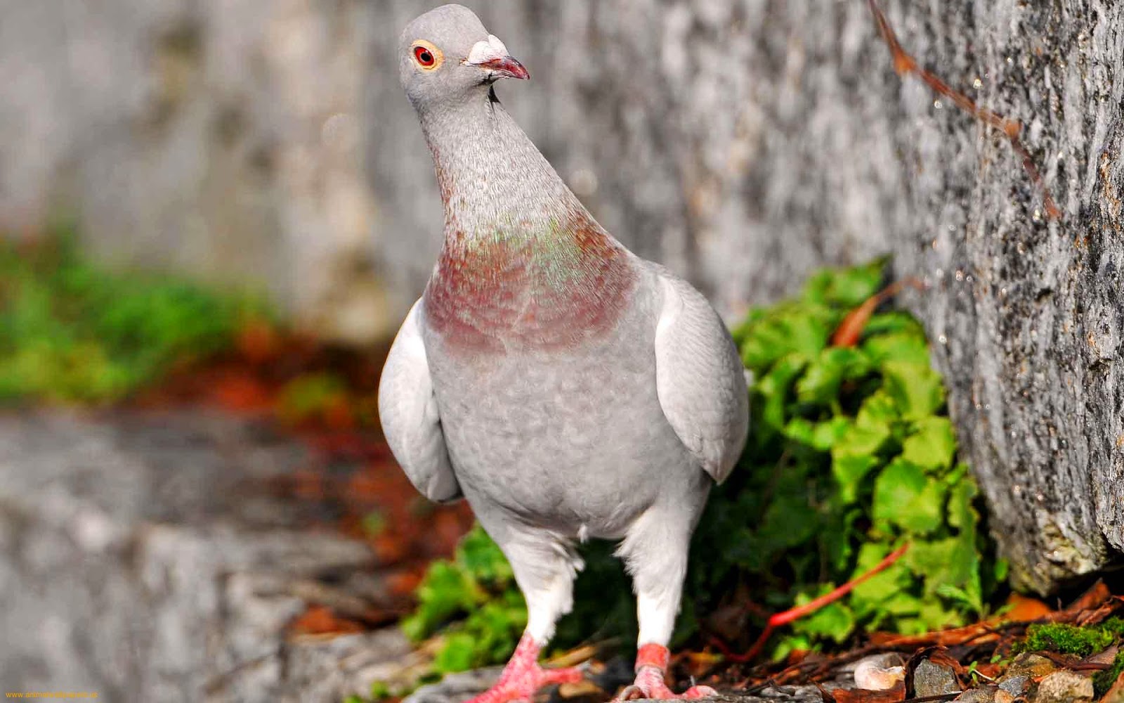 101 Proofs For God 84 Homing Pigeons