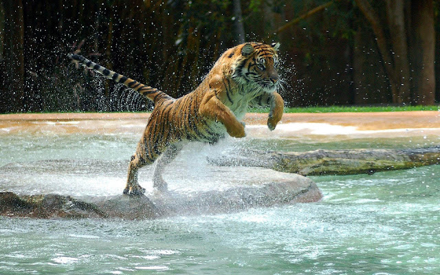 Wallpaper of a jumping and attacking tiger going to jump in the water of the zoo