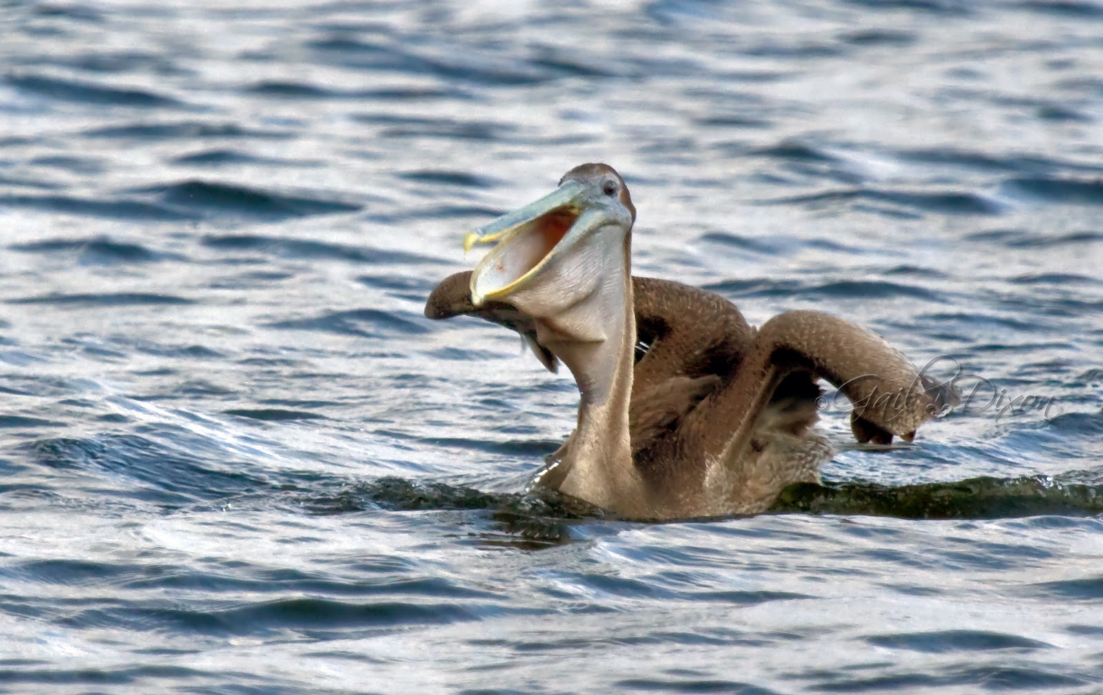 Louisiana Belle: Brown Pelican Facts