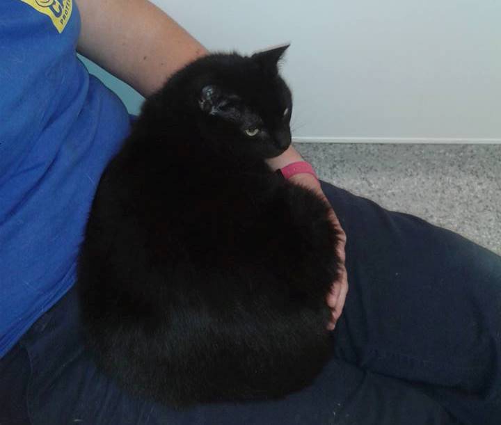 Cats Protection Exeter Axhayes Adoption Centre Cats Protection Taunton Rehoming and