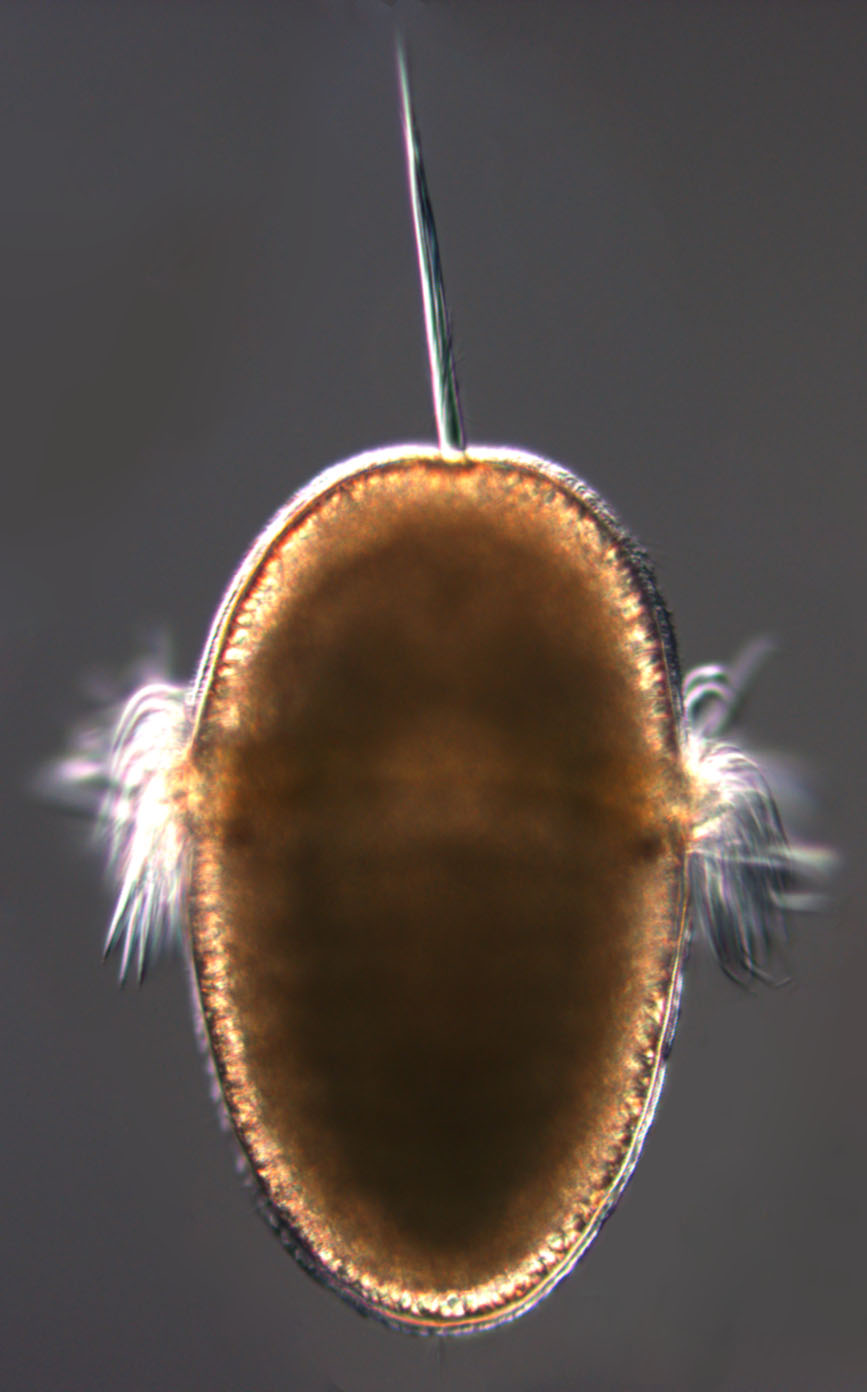 Invertebrate Embryology Chiton development