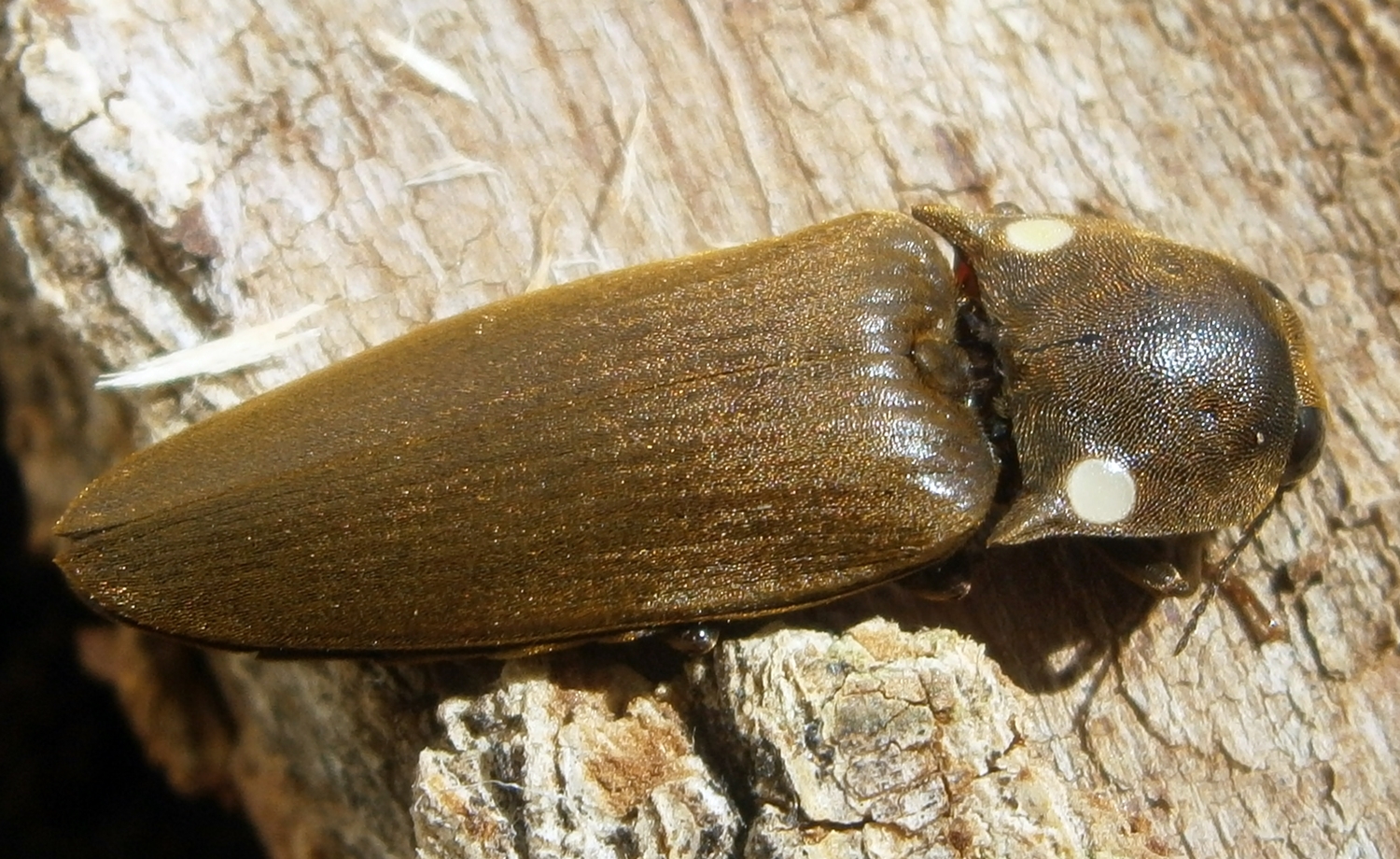 PyrophorusAdult%25235.JPG