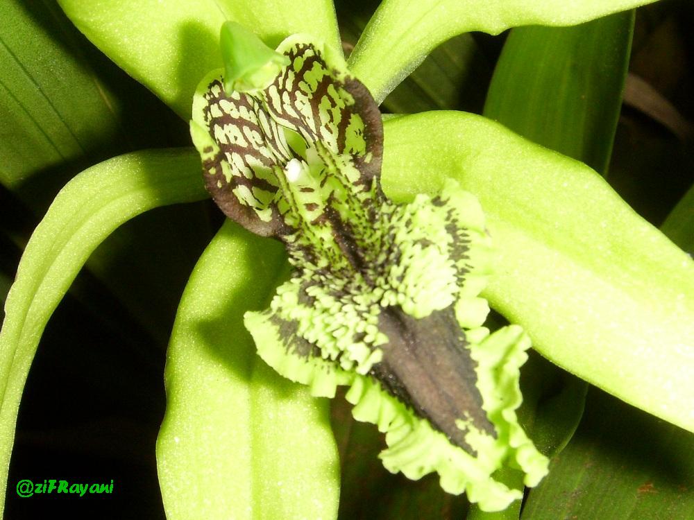 Bunga  bunga  wisata ANGGREK  HITAM  Black Orchid Kalimantan